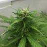 семена конопли недорого Auto Alter Ego regular