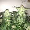 заказ семян конопли Auto Alter Ego regular
