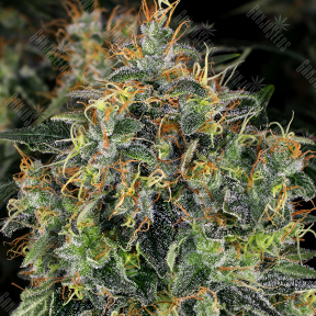 Sharkbite feminised Ganja Seeds