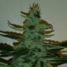 Auto Buddha Syrup feminised Buddha Seeds