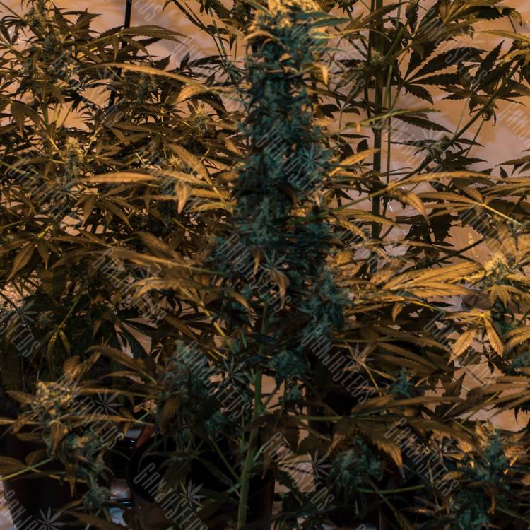 семена конопли для посадки купить Auto Cobra regular