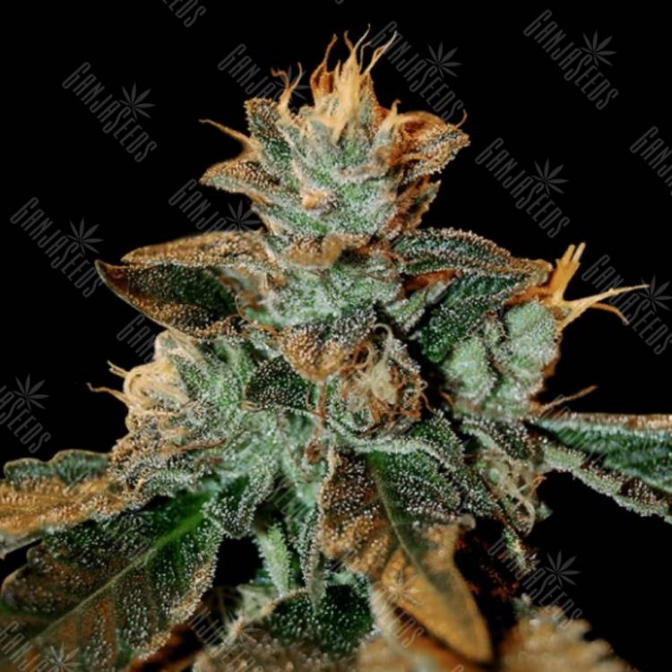 купить семена конопли Cataract Kush feminised DNA Genetics