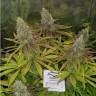 семена индийской конопли 30st Anniversary Mix feminised Dutch Passion Seeds