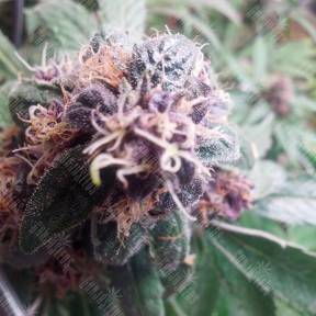 Red Purps feminised Female Seeds