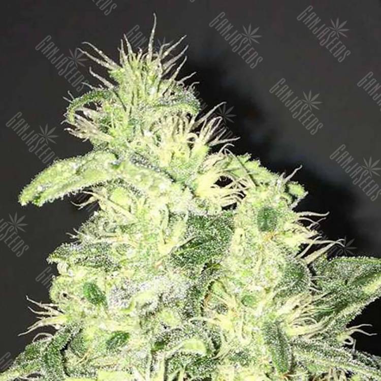 конопля семена сорта заказать Supreme CBD Kush feminised Nirvana Seeds