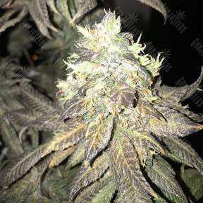 Tora Bora feminised Reserva Privada