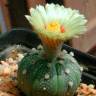 Заказать семена кактуса Astrophytum asterias