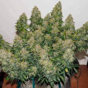 Auto Buddha White Dwarf feminised Buddha Seeds