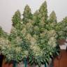 Auto Buddha White Dwarf feminised Buddha Seeds