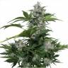 семена конопли аутдор Auto Buddha White Dwarf feminised Buddha Seeds