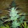 семена конопли марихуаны Auto Buddha White Dwarf feminised Buddha Seeds