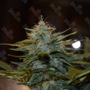 Auto CBD Lemon Potion feminised Barneys Farm