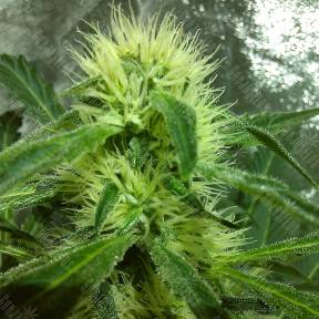 Kreamy Karamel feminised Kannabia Seeds