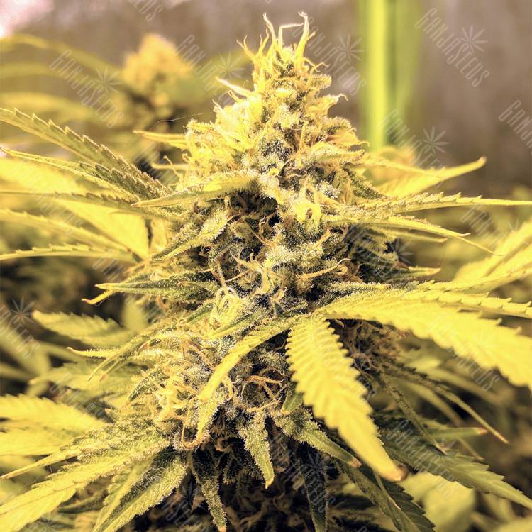 семена конопли аутдор AK-48 regular Nirvana Seeds