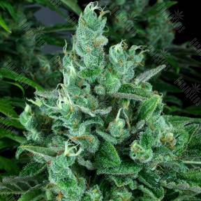Kandy Kush regular Reserva Privada