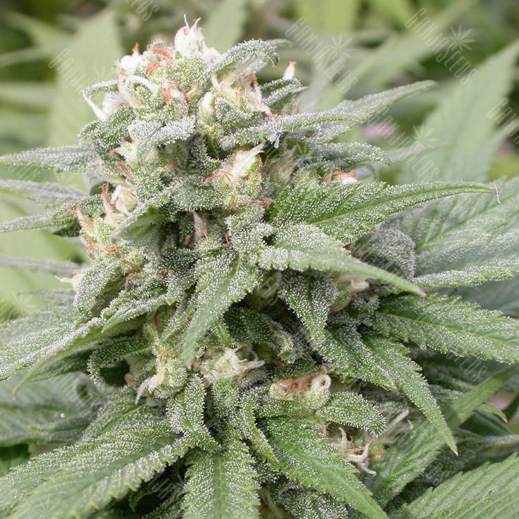 заказать качественные семена конопли Warlock regular Serious Seeds