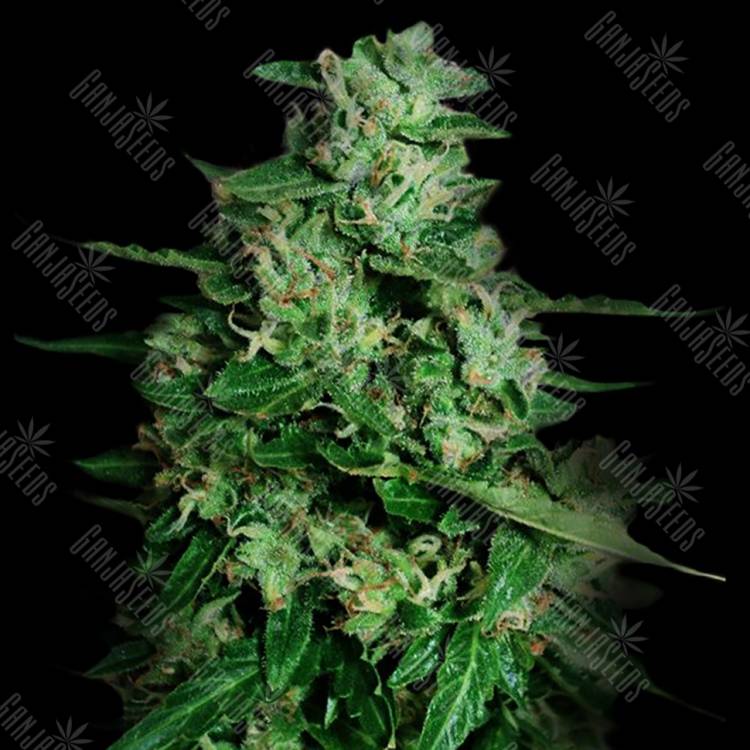семена конопли в интернете Auto Northern Delights feminised VIP Seeds