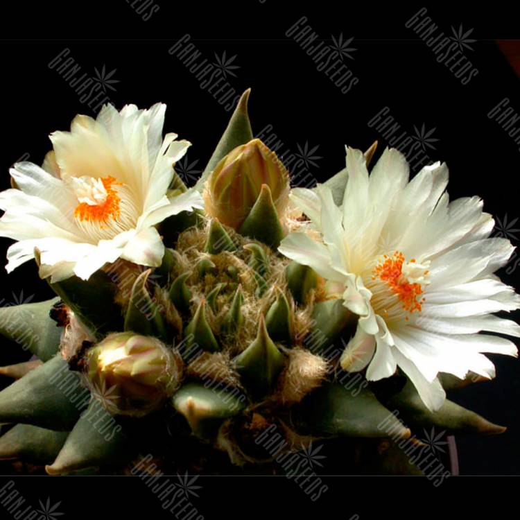 Семена кактусов Ariocarpus trigonus elongatus