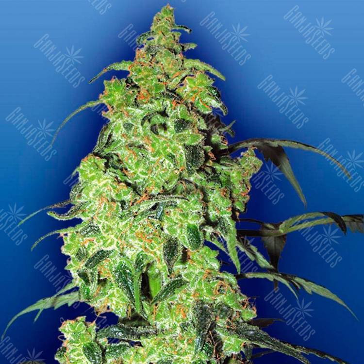 Качественные семена марихуаны Auto Blow Mind feminised GanjaLiveSeeds