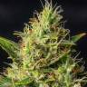 сортовые семена конопли Auto Durban Poison feminised