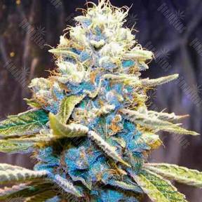 Auto Big Low feminised Seeds of Life