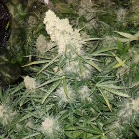 Auto Creative Reactor regular Ganja Seeds
