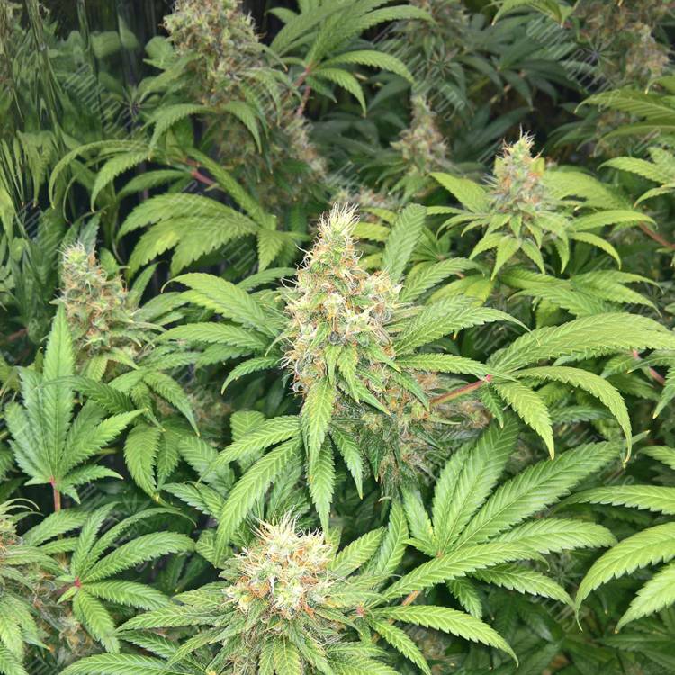 семена конопли для курения Skunk #1 regular Ganja Seeds