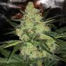 семена конопли скороспелый купить Auto LSD feminised Barneys Farm