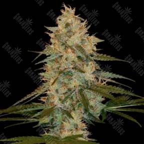 Chocolope Kush feminised DNA Genetics