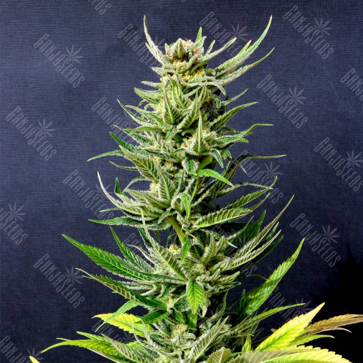 качественные семена конопли Karibbean Mango feminised Kannabia Seeds