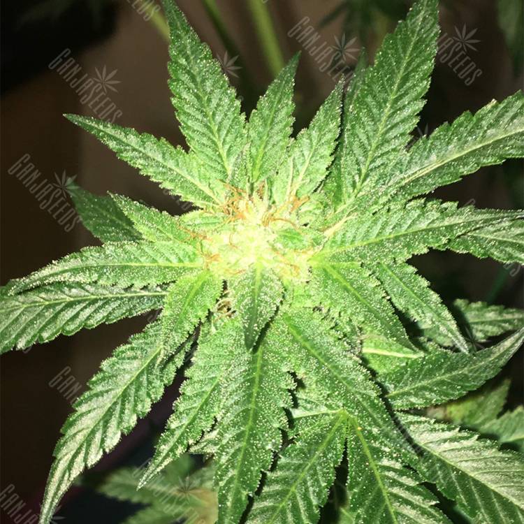 семена конопли для посадки купить Kosher Kush regular Reserva Privada
