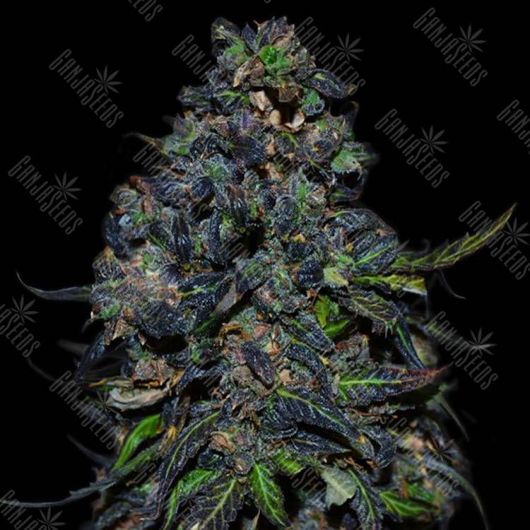 семена конопли скороспелый купить Auto Taison feminised VIP Seeds