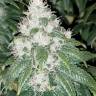 Skunk Amsterdam feminised Ganja Seeds