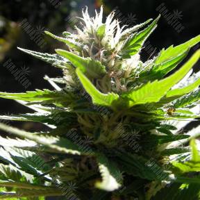 Grapefruit Alpha Dog feminised Ganja Seeds