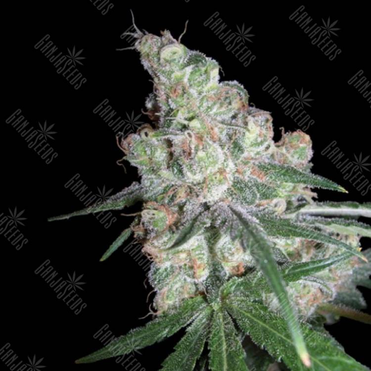 где заказать семена конопли Chocolope feminised DNA Genetics