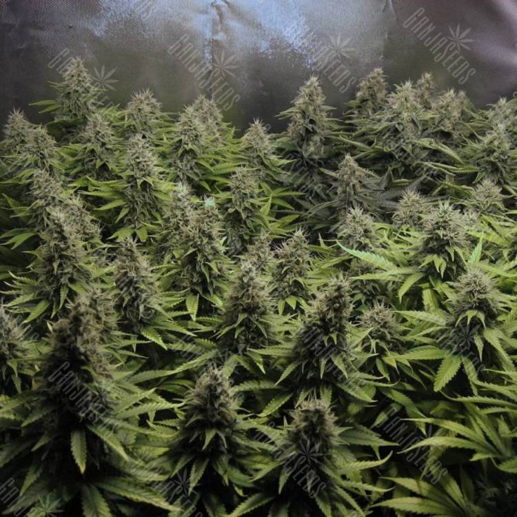 семена конопли аутдор White Widow x Big Bud feminised Female Seeds