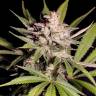 семена конопли марихуаны Silver Bubble regular Reserva Privada