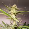 семена конопли элитных сортов Silver Bubble regular Reserva Privada