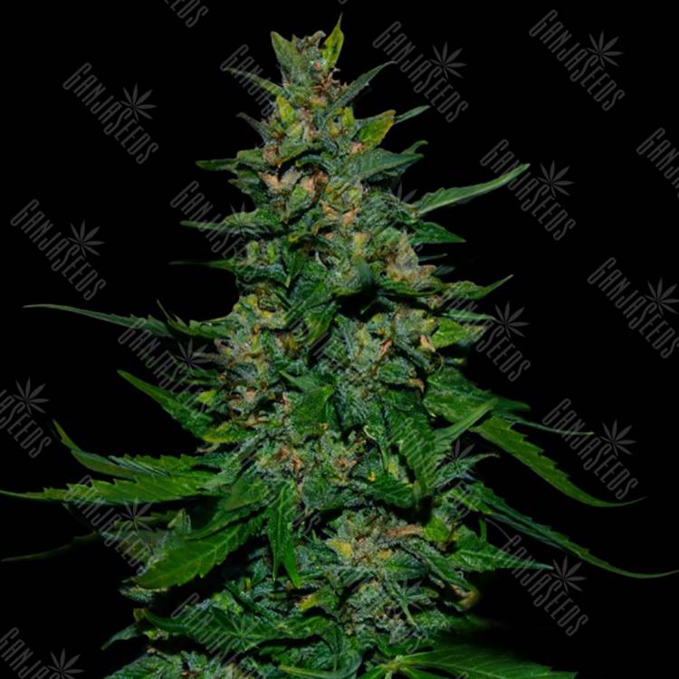 семена конопли гидропоники Auto Timanfaya feminised VIP Seeds