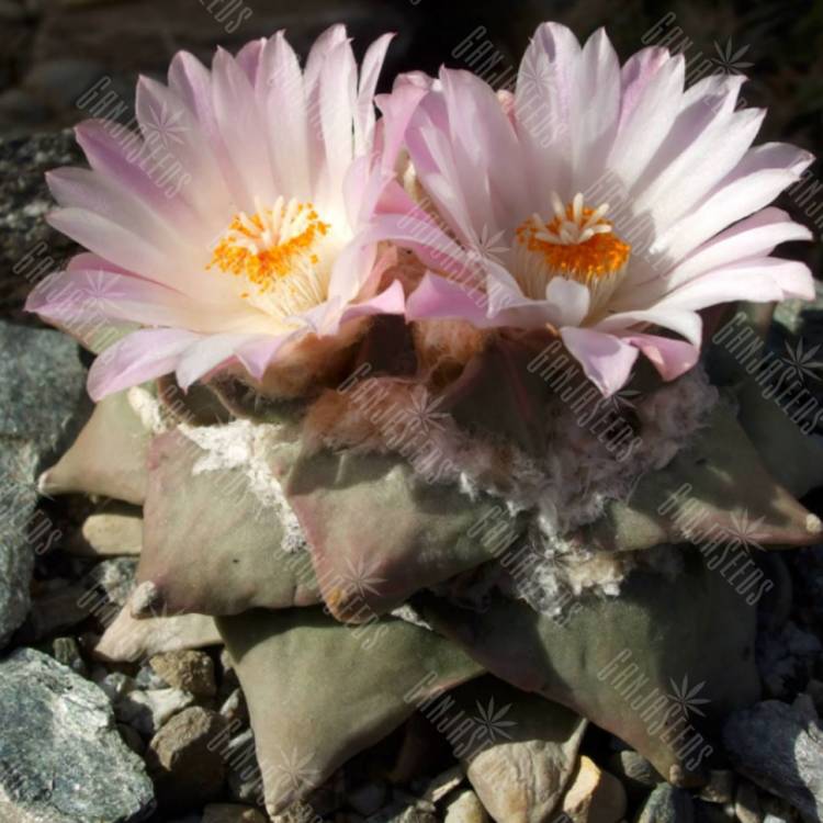 Семена кактуса Ariocarpus retusus 2.0