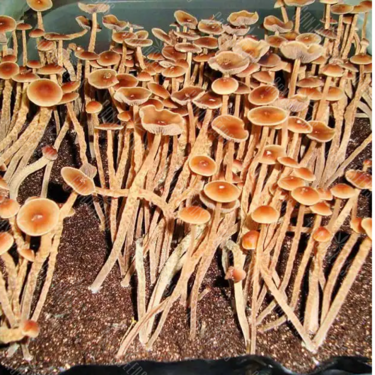 споровые отпечатки Psilocybe Galindoi Atlantis