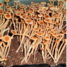 споровые отпечатки Psilocybe Galindoi Atlantis
