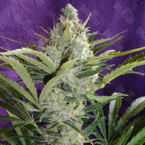 Black Widow feminised Ganja Seeds