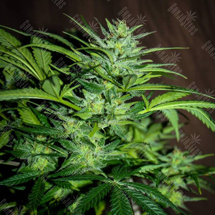 семена конопли курьером Auto Black Tisa regular