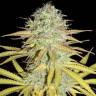 семена конопли в интернете Grapefruit Diesel feminised