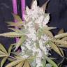 заказать семена конопли на сайте Auto Girl Scout Cookies feminised