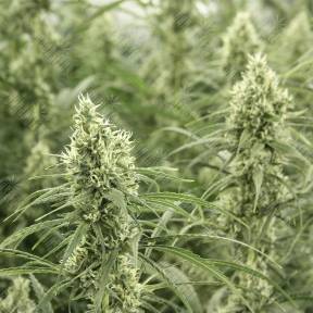 Auto Sol Haze feminised Seeds of Life