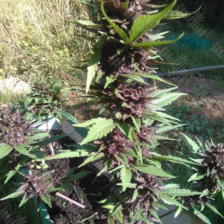 семена конопли в интернете Auto Crystal Meth regular