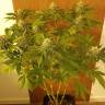 семена конопли марихуаны Somango regular Ganja Seeds