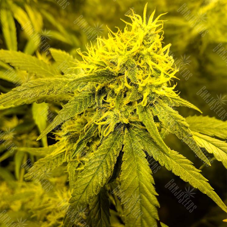 семена конопли интернет магазин Amnesia Lemon feminised Barneys Farm